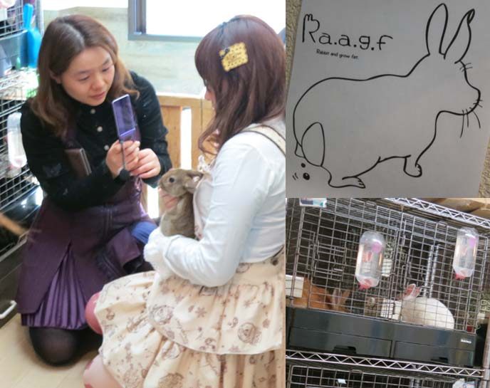 Bunny Cafe
