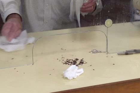 A Mainer Shut Down a City Building With Bedbugs