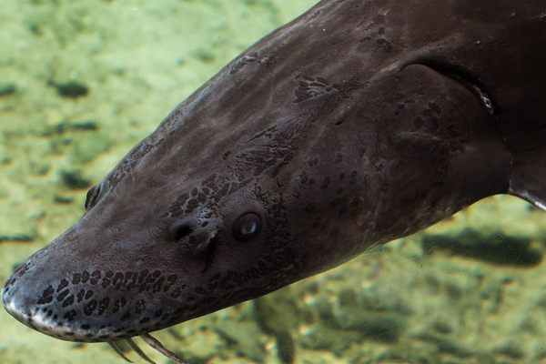 A prehistoric fish found itself in a medieval shipwreck, recent underwater archaeology has revealed.