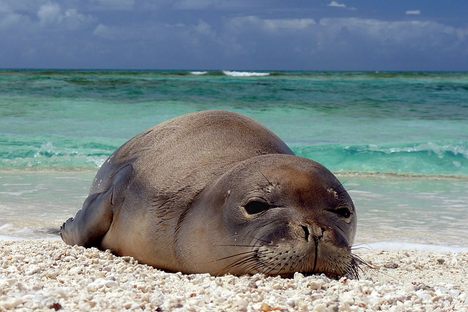 A Hawaiian monk seal. No touching!