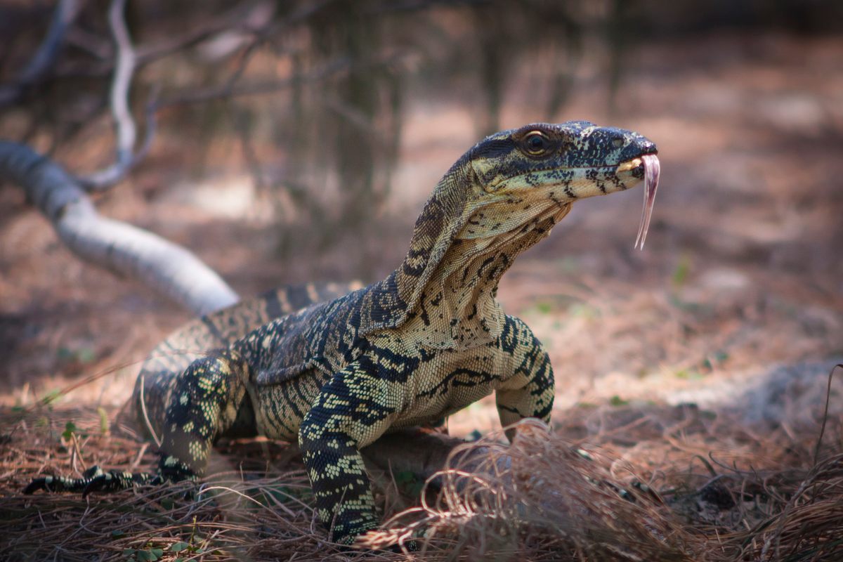 Lizard Interrogates A Waitress Casually Dragged a Massive Lizard Out of a Restaurant in ...
