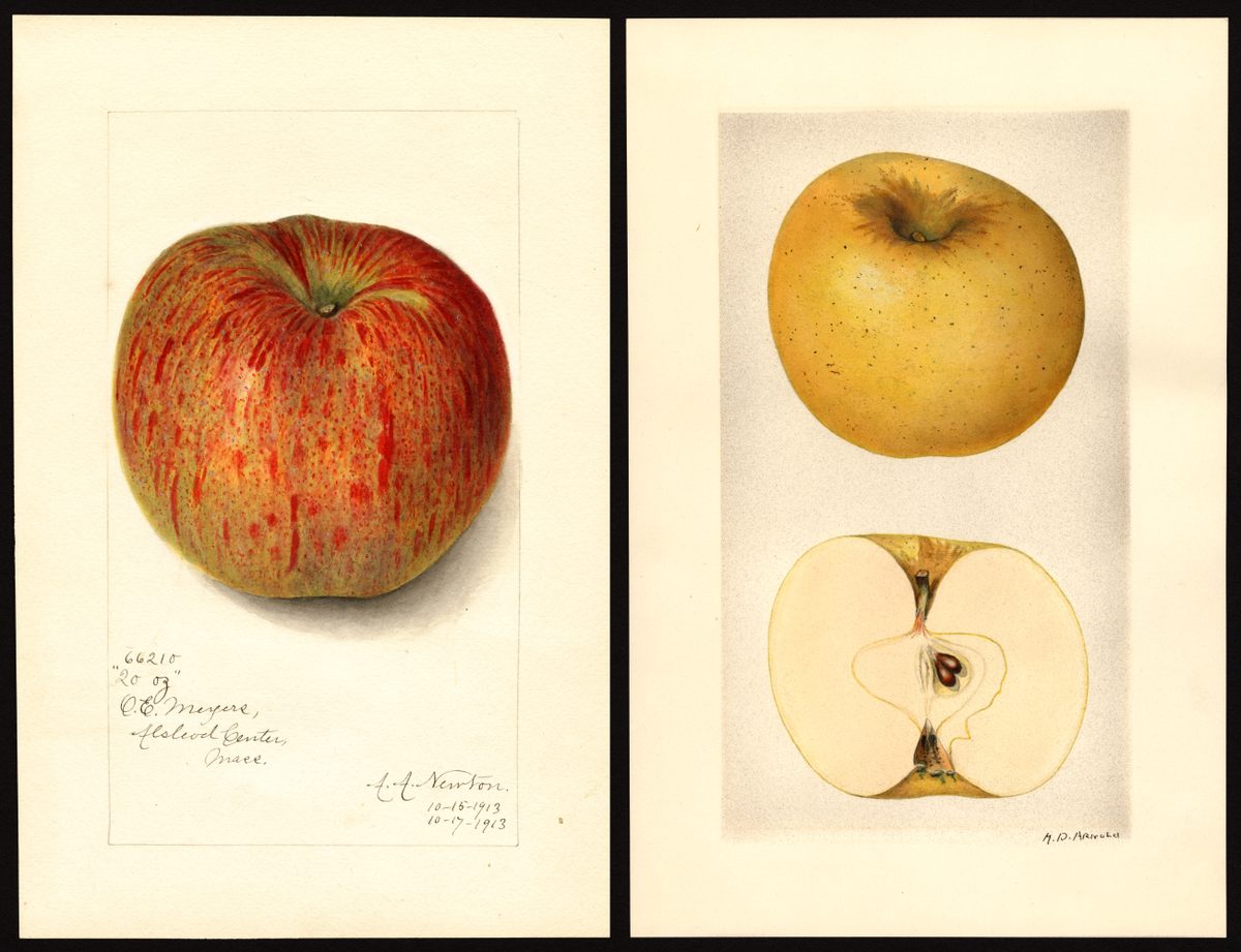 Varieties Archive - New York Apple Association