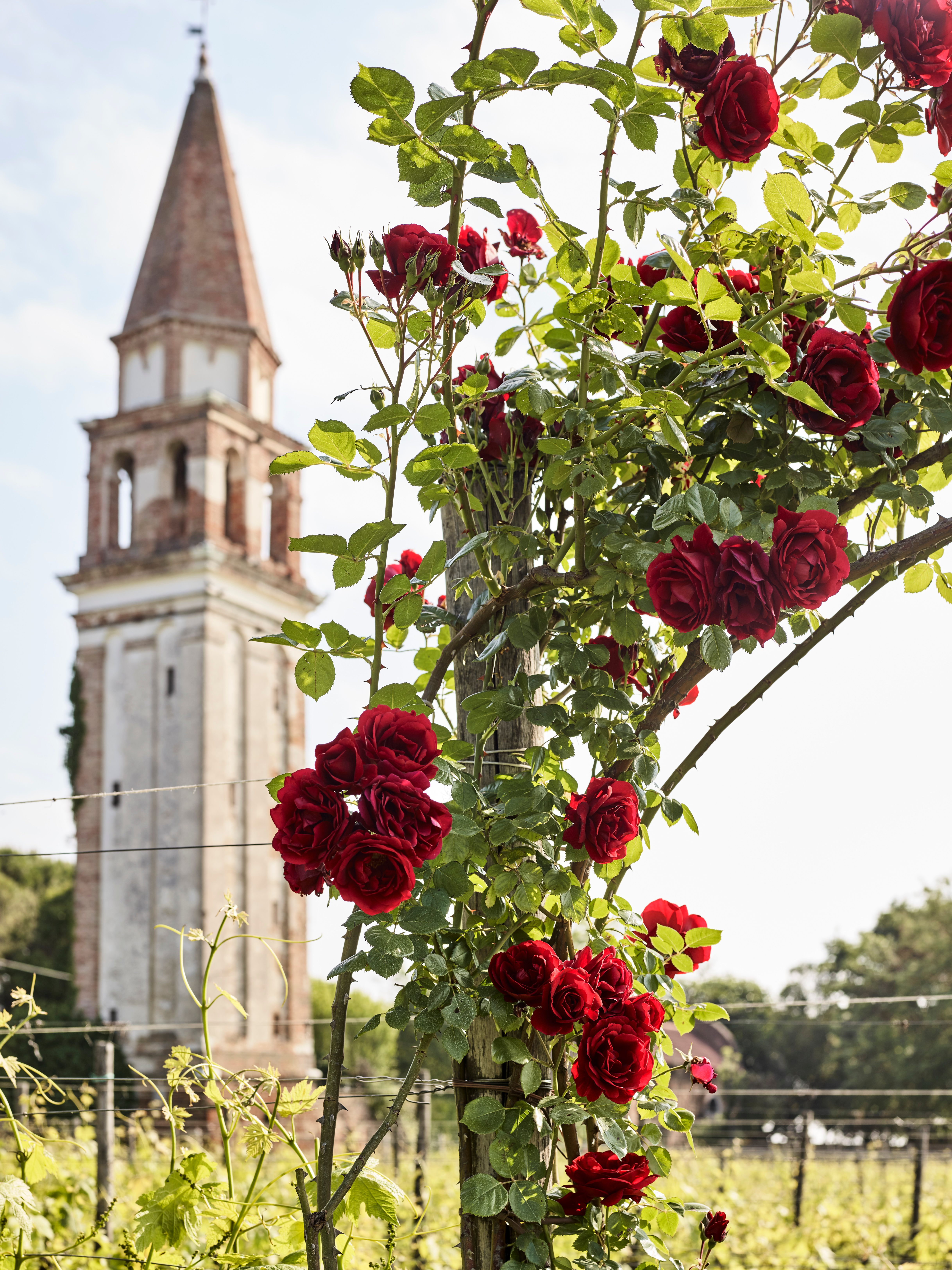 Venissa's vineyards grow on the grounds of a medieval convent on Mazzorbo.