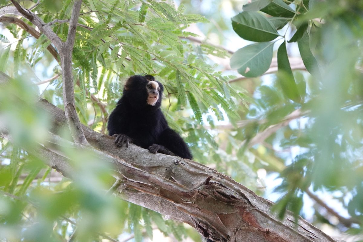 The buffy-tufted-ear marmoset lives in trees, and has seen its range contract.