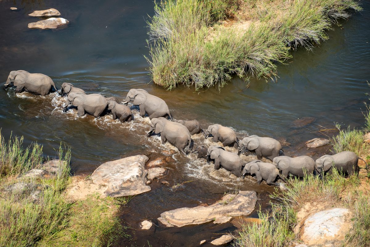 Movements of elephants in Kruger National Park and other places can create seismic signals.