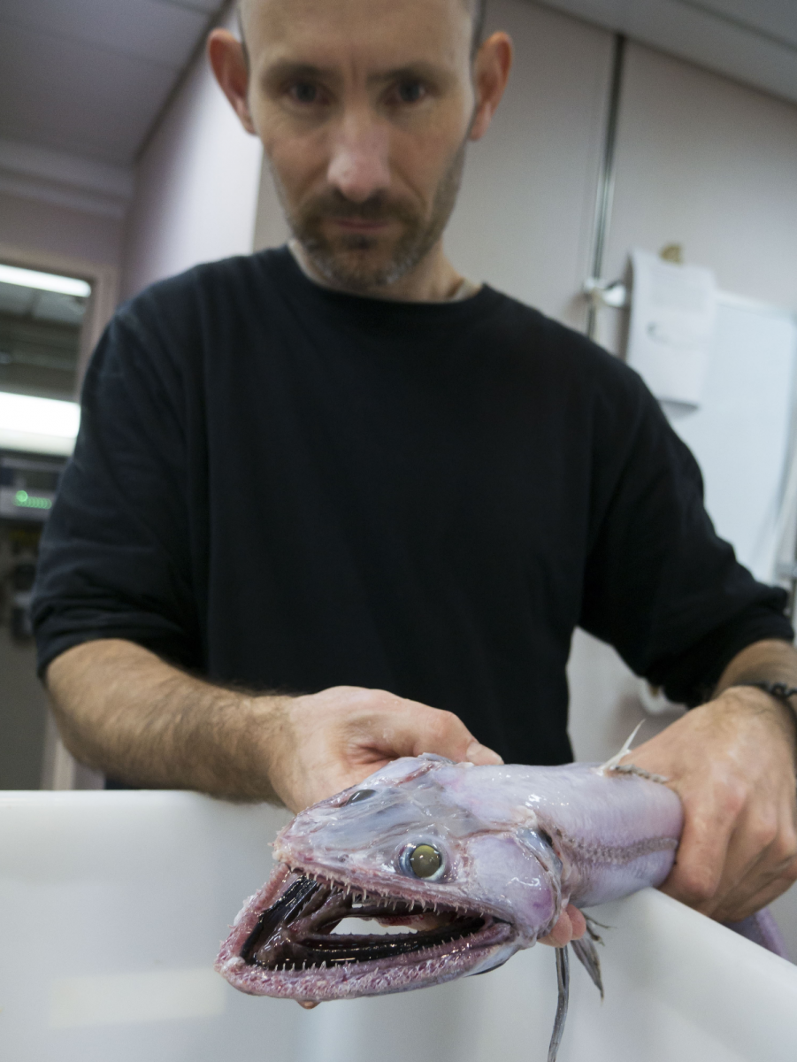 Found: A Rare Example of the Toothy Deep-Sea Lizard Fish - Atlas Obscura