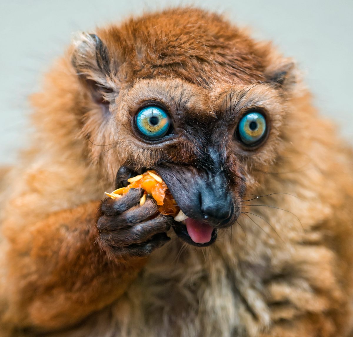 A variety of animals, from birds to mammals, including lemurs, have been observed eating fermented fruit, apparently to get a little tipsy.