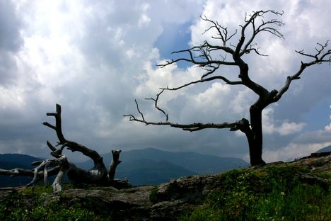 The Burmis Tree