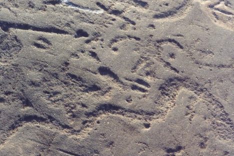 The Safe Harbor Petroglyphs
