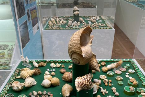 Seashell Gallery 