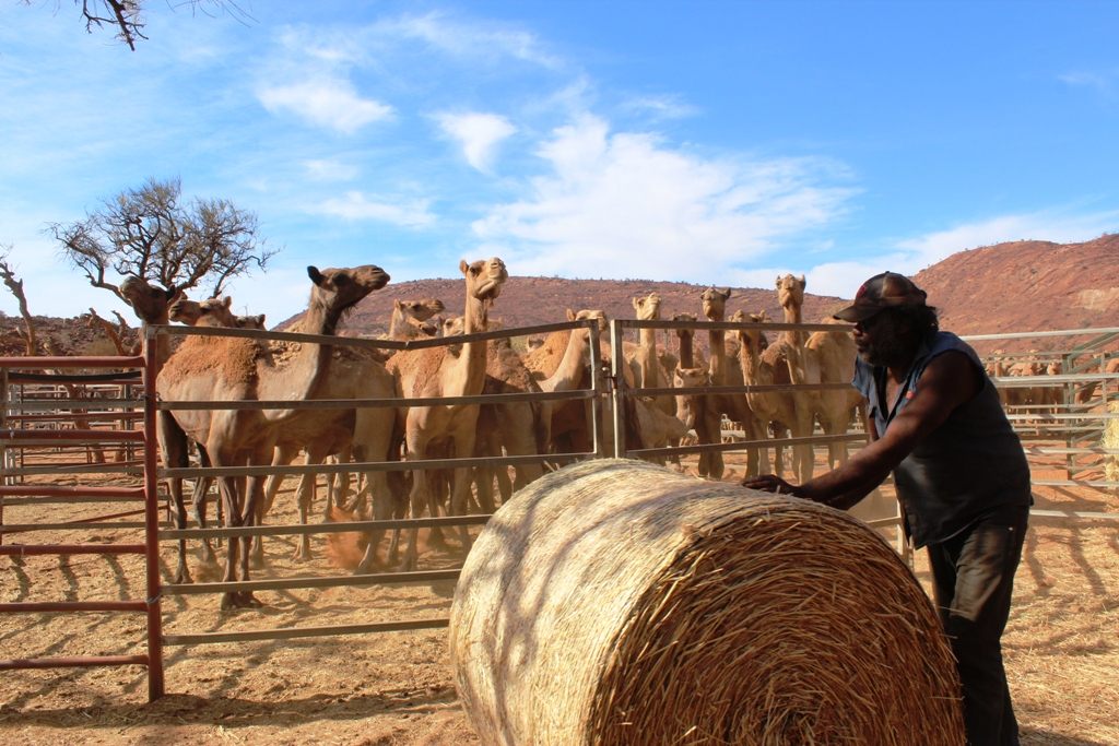 Feral camels in Australia today.