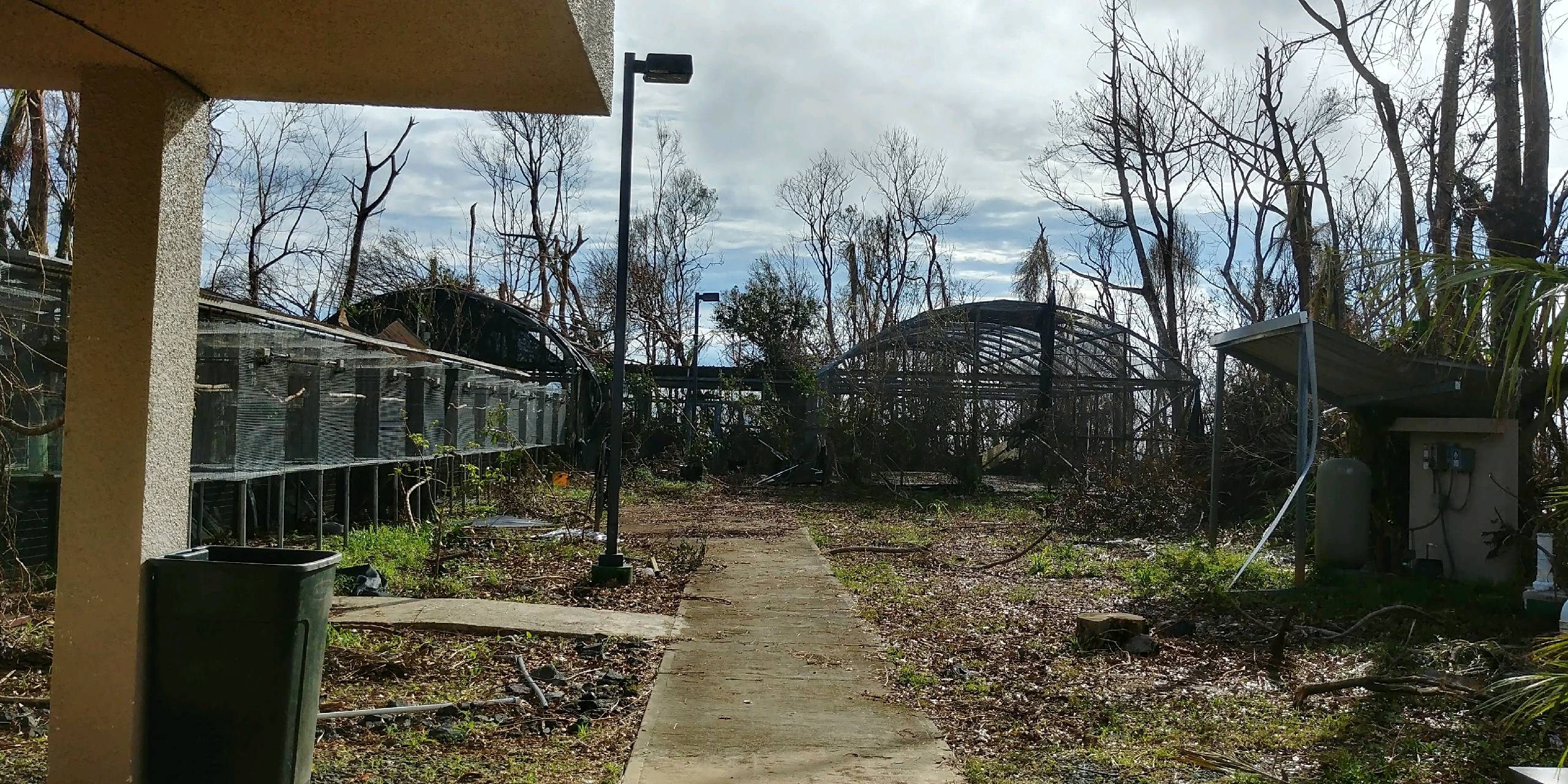 The Iguaca Aviary at El Yunque, after the recent hurricanes.