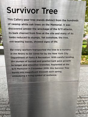 The 9/11 Survivor Tree Returns Home - The New York Times