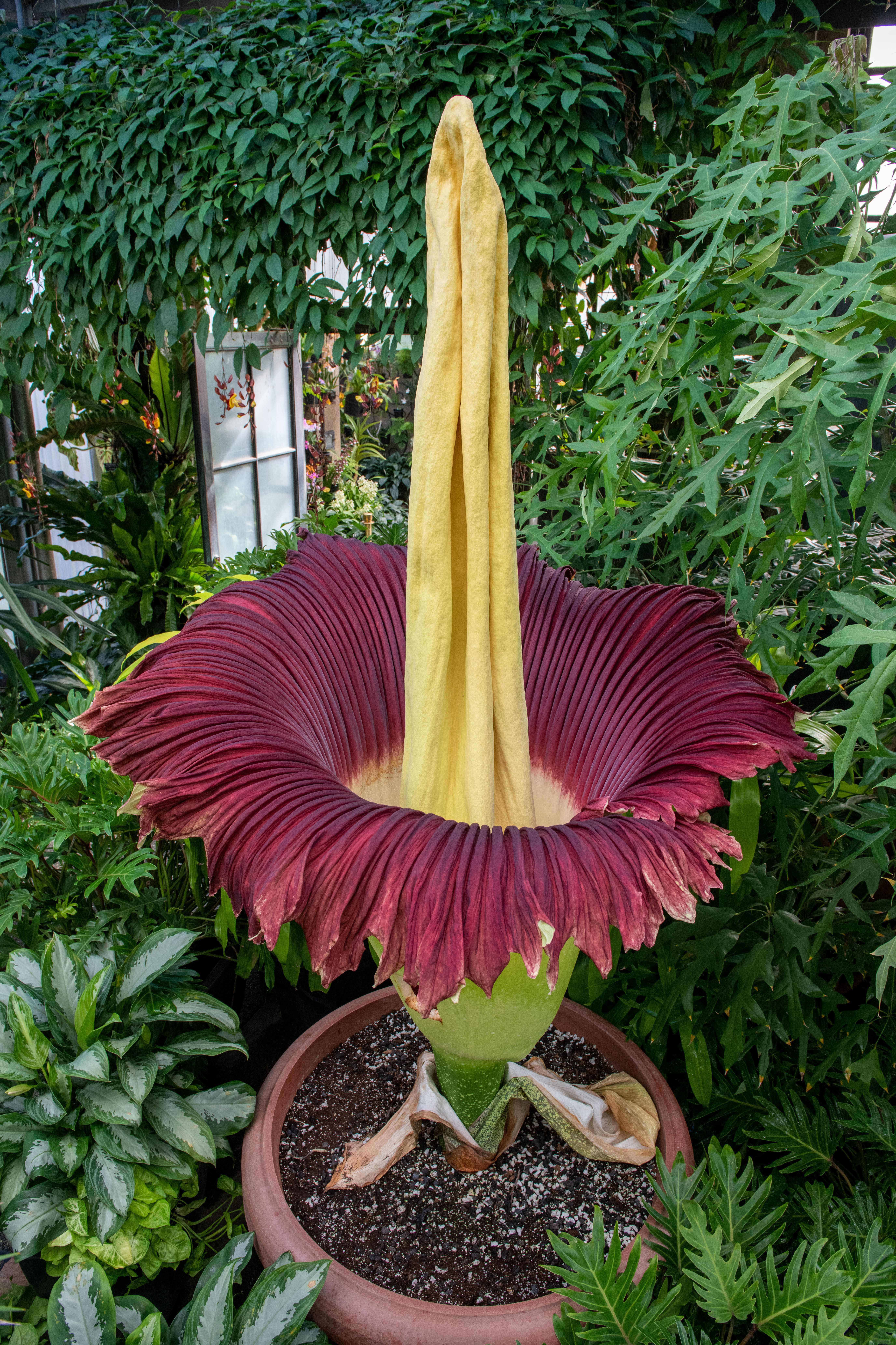 what it's like to care for the mighty 'corpse flower' - atlas obscura