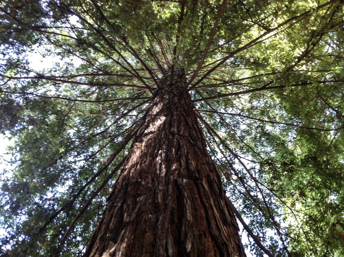 Podcast: Moon Trees