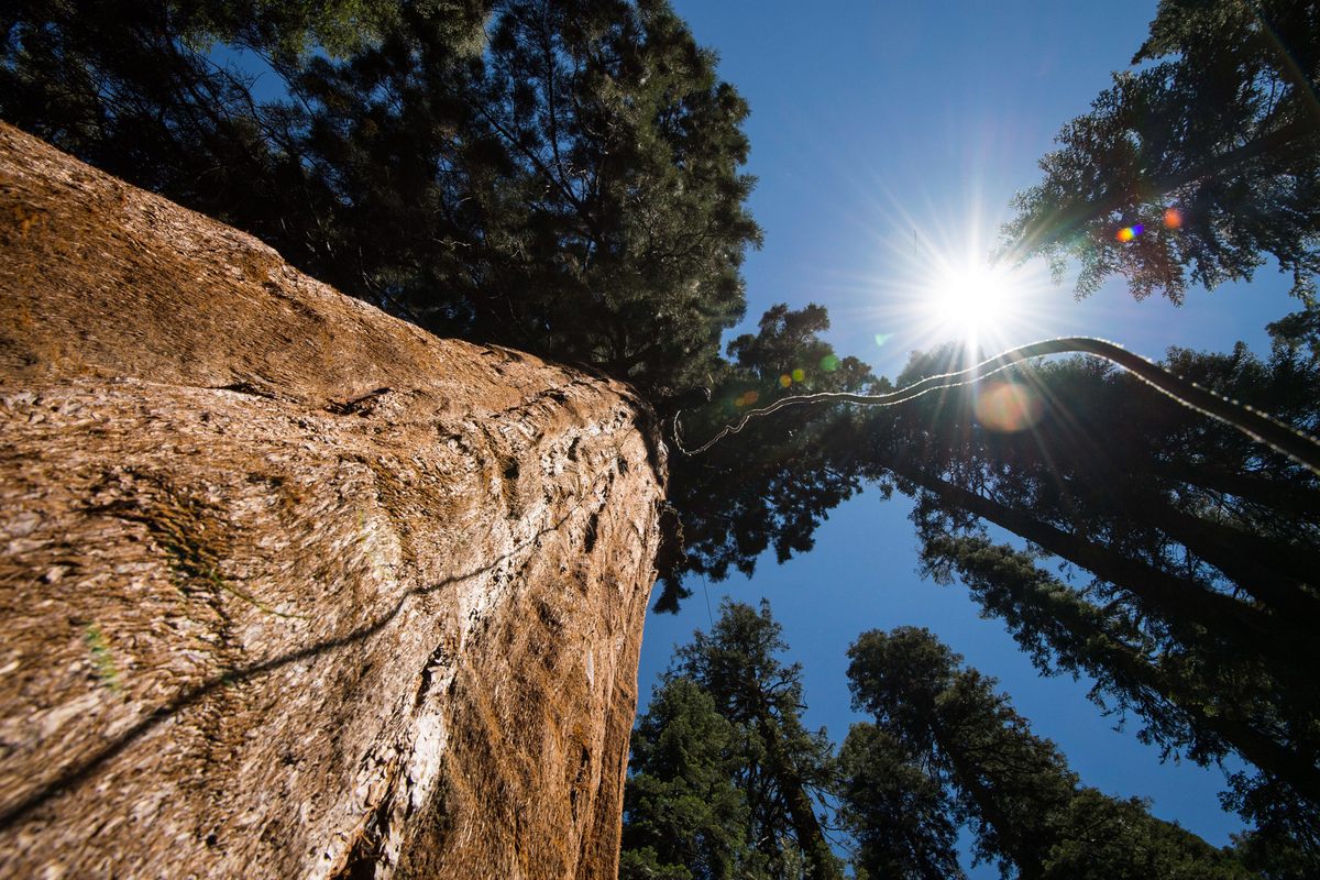 A section of a 600-foot static climbing rope dangles from the top of a giant sequoia tree, providing relatively easy access into the tree for scientists.