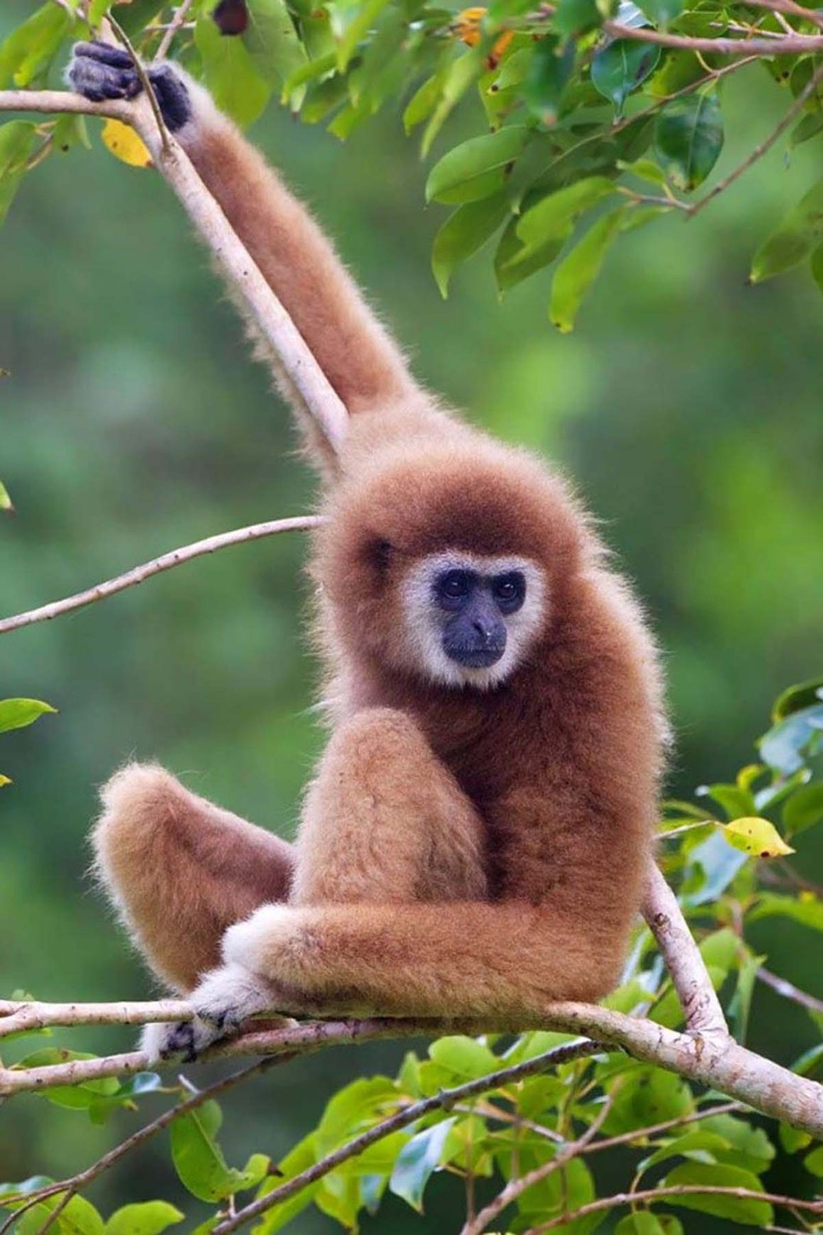 Lar gibbon (Hylobates Lar)