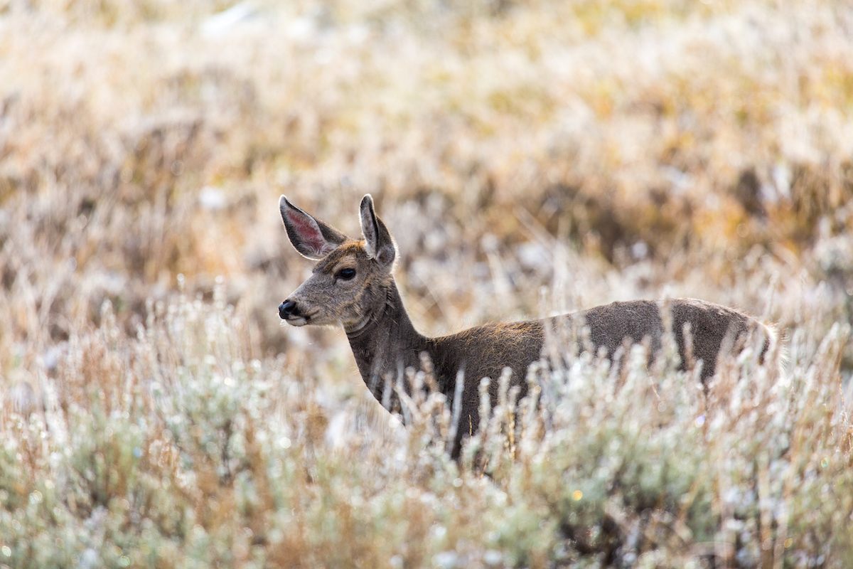 The world's heaviest organism is no match for mule deer.