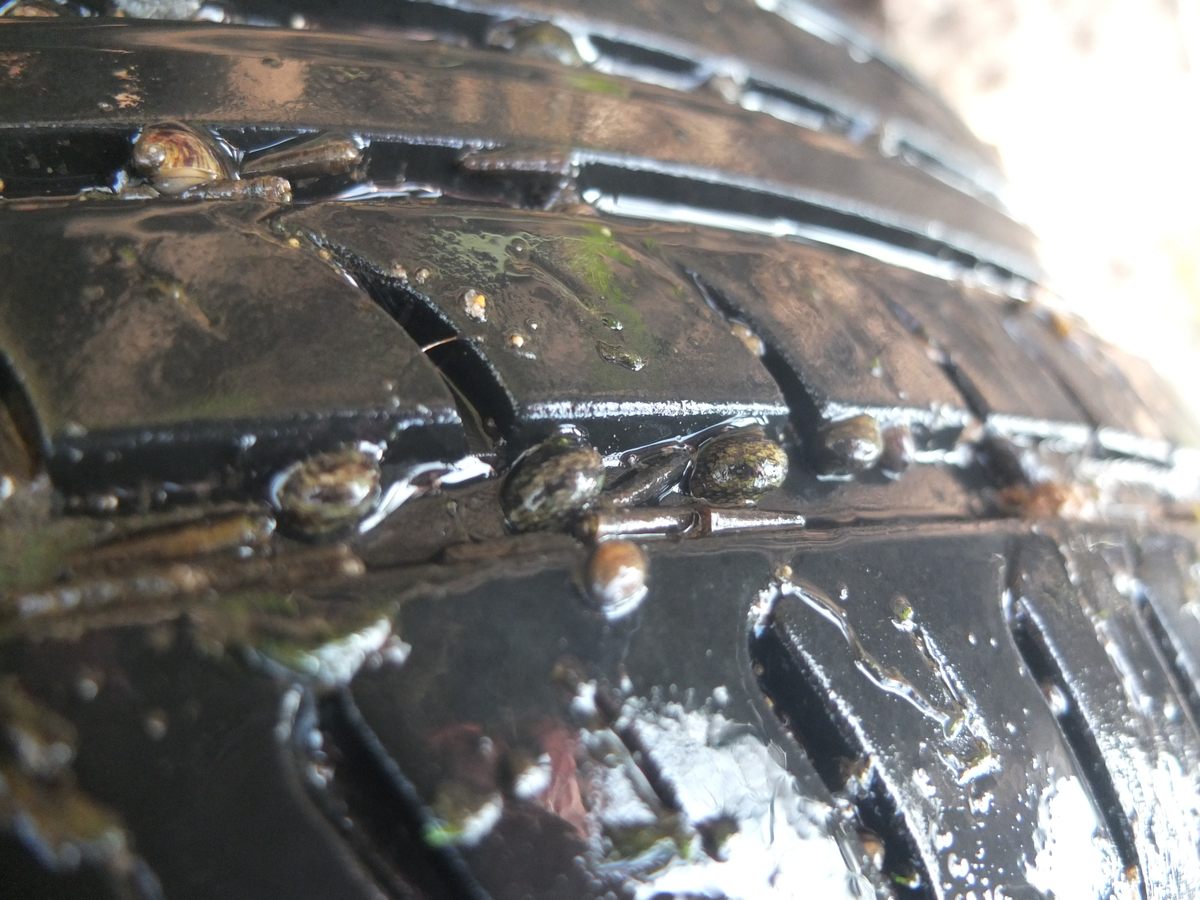 Tires and other synthetic materials have nooks and crannies appealing to some creatures.
