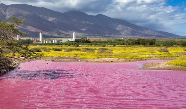 See the New Pink Water in Hawaii That Changed Color Over One Weekend -  Atlas Obscura