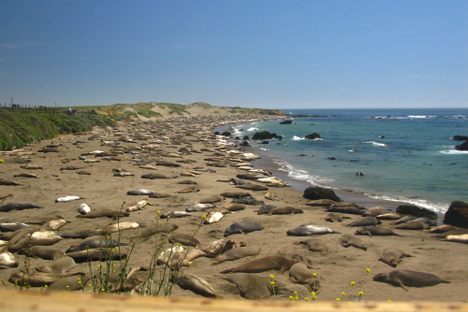 Piedras Blancas Elephant Seal Rookery