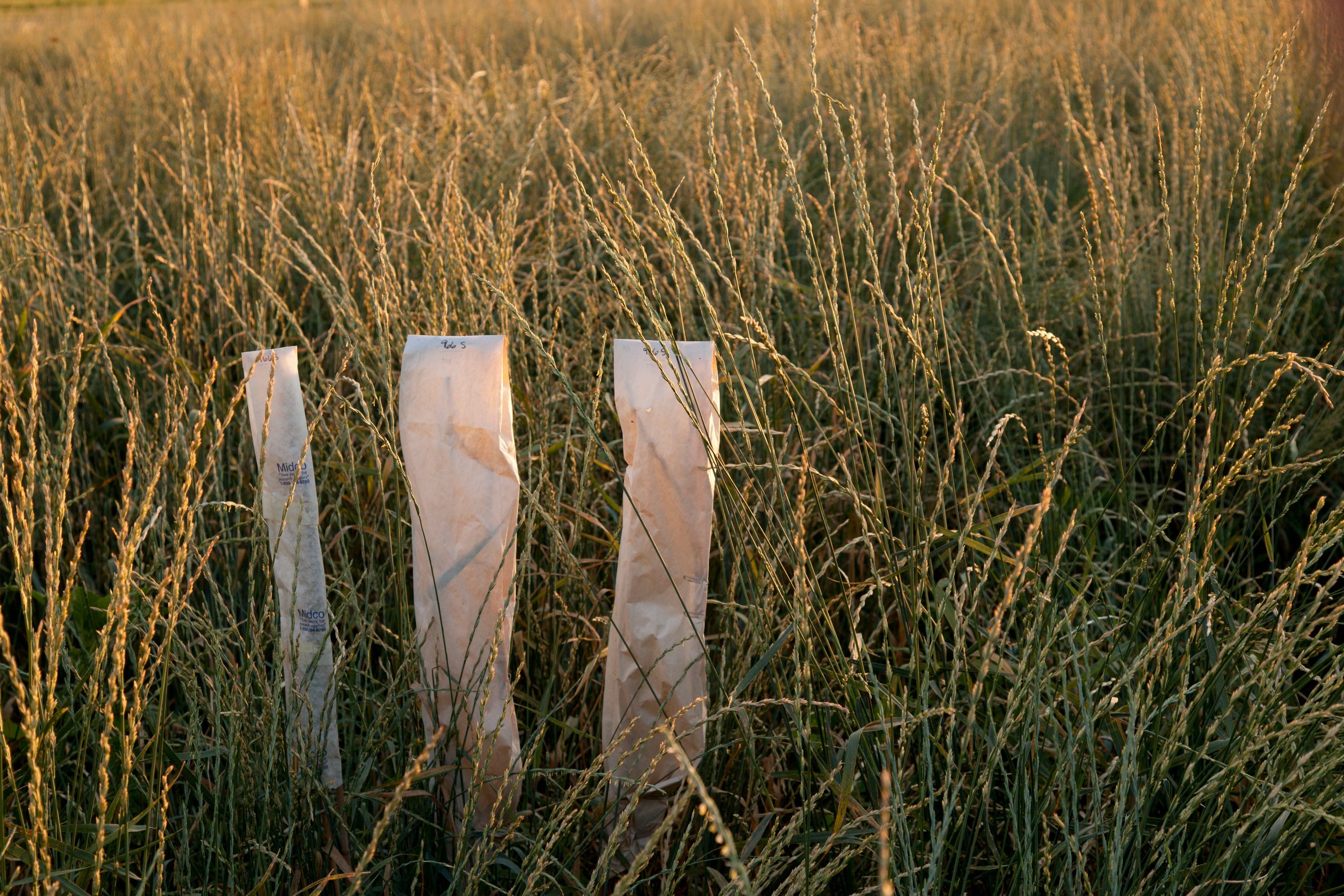 Perennial wheat grass, part of a University of Minnesota project on alternative crops.