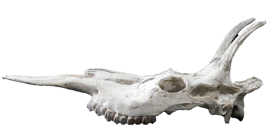 The newly found skull of an ancient relative of giraffes and okapis sheds new light on their evolution.