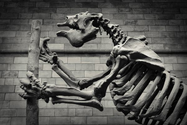 A giant ground sloth skeleton.
