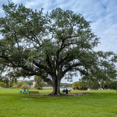 The Singing Tree.