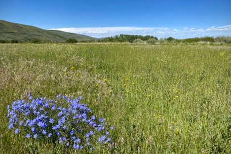 The preserve features vibrant desert spring-creek wildflowers, such as wild iris, blue camas, forget-me-nots, and velvety mulleins.