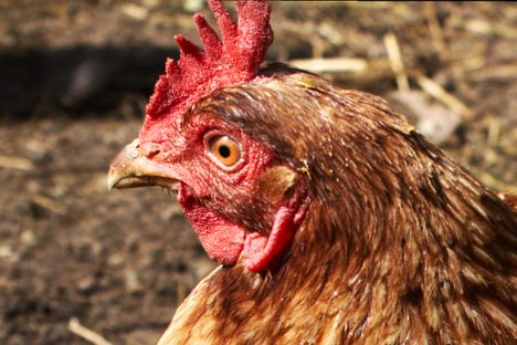 Fleeting Wonders: A Chicken That Crossed the Road, in Traffic