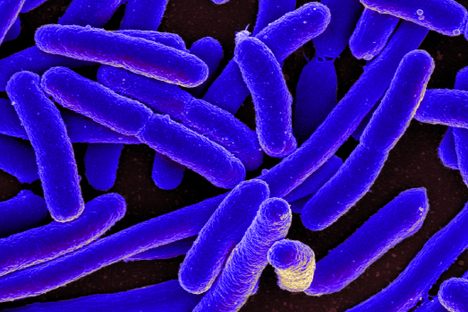 E. coli bacteria could be the key to new, unnatural drugs.