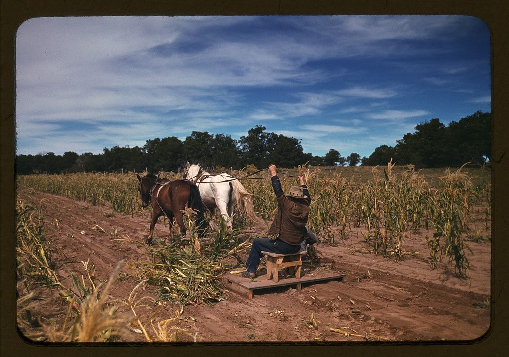 Harvesting new corn from the field of Jim Norris in Pie Town, New Mexico (1940).