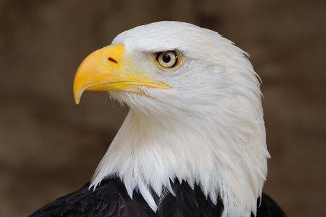 A very, very majestic-looking national symbol. 