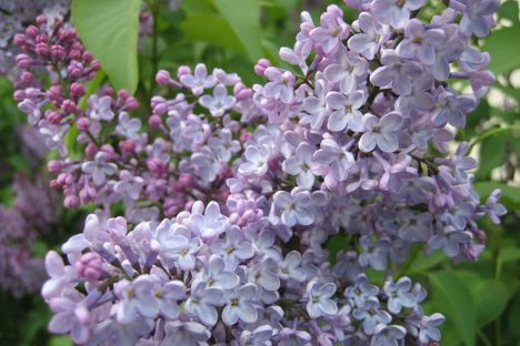The Unknown French Horticulturist Who Made Lilacs Happen