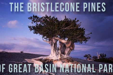 100 Wonders: The Bristlecone Pines