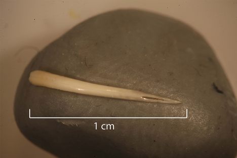 Yes, that's a venomous fang.