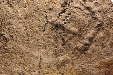 These 540-million-year-old critter prints are the oldest found tracks on earth. 