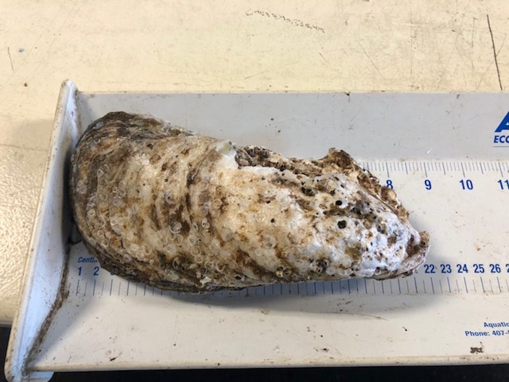 A whopper!