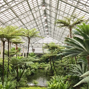 The fern garden. 
