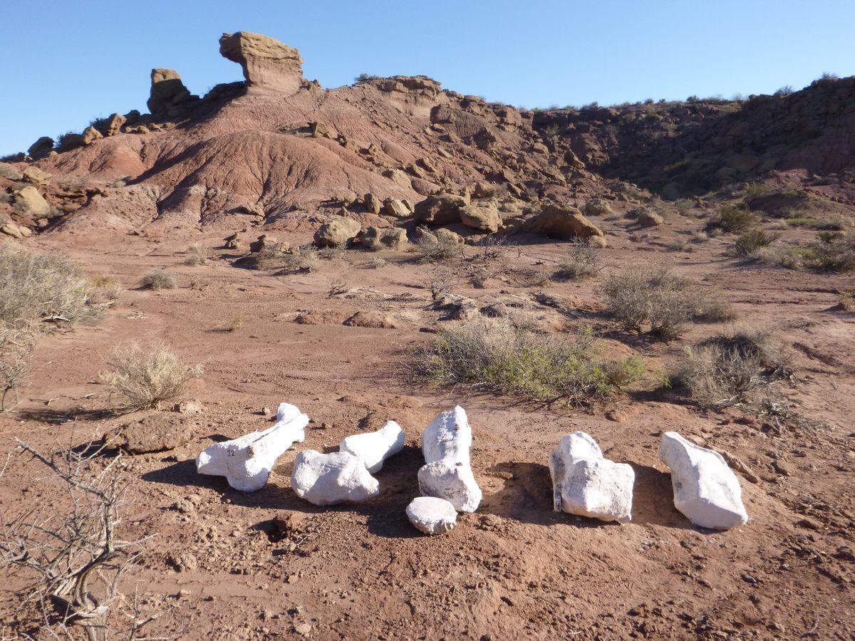 Fossils of the dinosaur <em>Meraxes gigas</em>, in protective jackets of plaster, waiting to be transported out of the canyon where they were found; such giant bones may have inspired early dragon legends. 