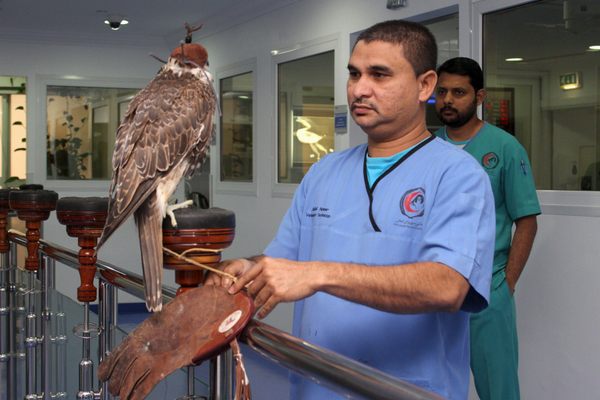 A veterinary technician examines a falcon.