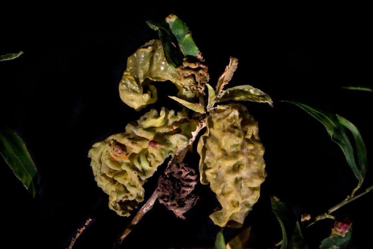 The fungus <em>Taphrina deformans</em> seems to mangle the leaves of peach trees.