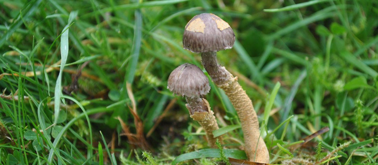 The orange stem belongs to the original mushroom; the grey head to the bodysnatching parasite.