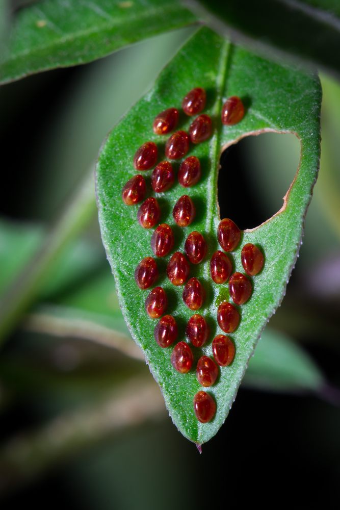 Likely the eggs of the horned squash bug (Anasa tristis).