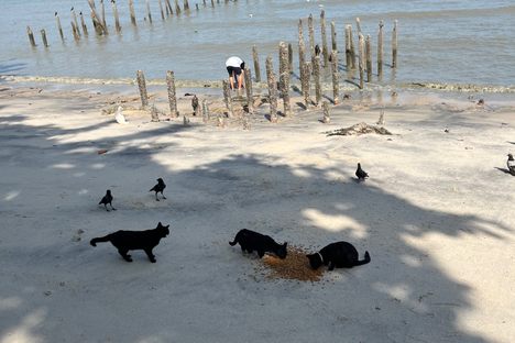 Cat Beach Sanctuary