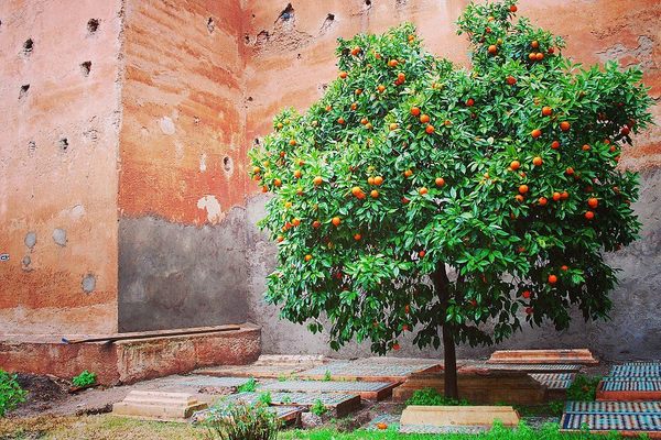 Orange tree besides a sepulchre within the wall of the Saadian Tombs