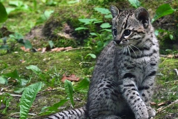 Geoffrey’s cat, a South American species. 