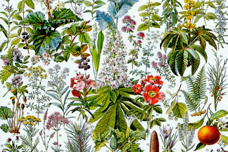 Detail of a plate illustration of medicinal plants published in the 1930s in a botanical reference book by Éditions Larousse.