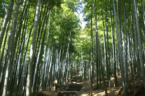 Anji Bamboo Forest
